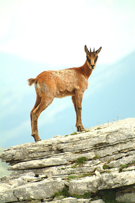 Camoscio d''Abruzzo Rupicapra pyrenaica ornata